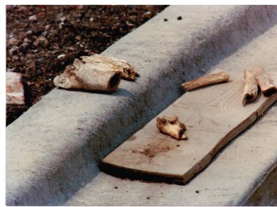 1990 bones on curb at se corner of Belle Plaine and Neenah